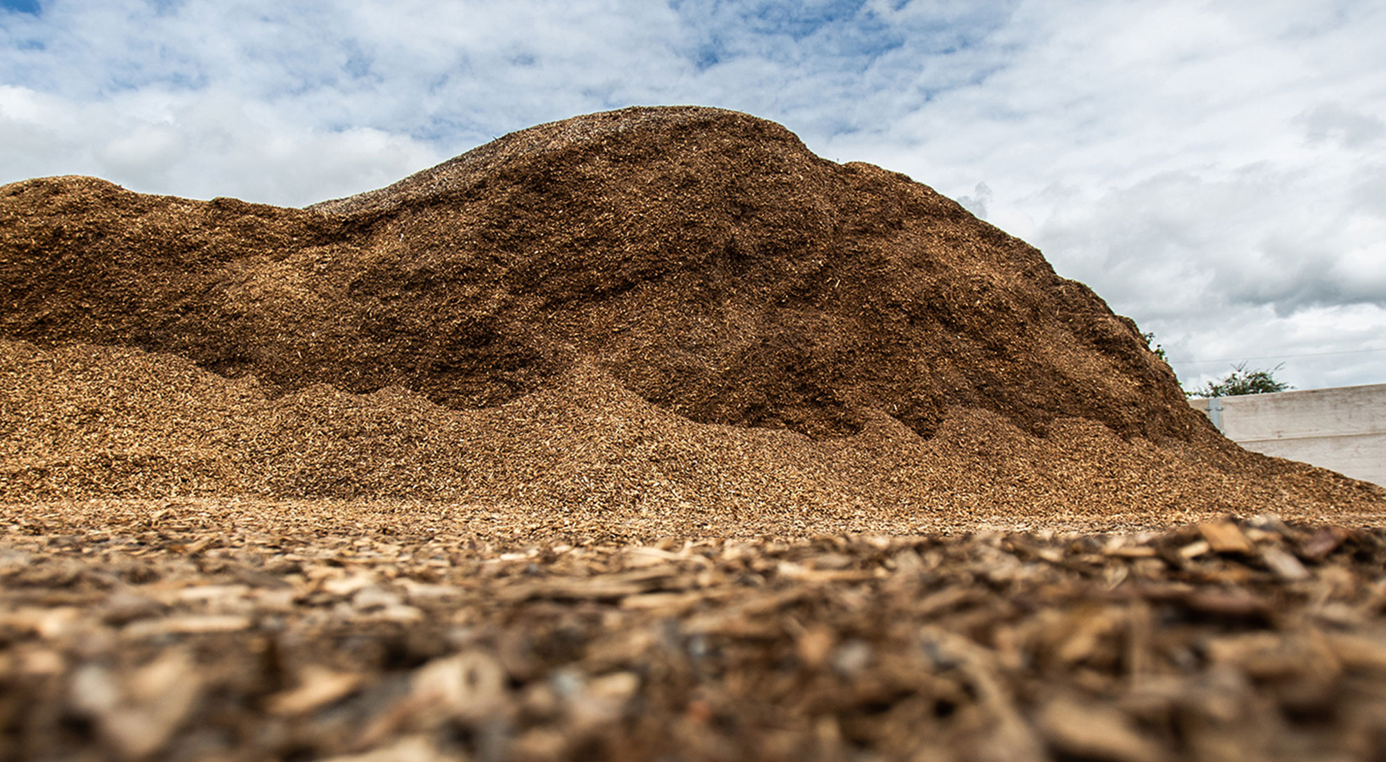 Woodchip for Biomass