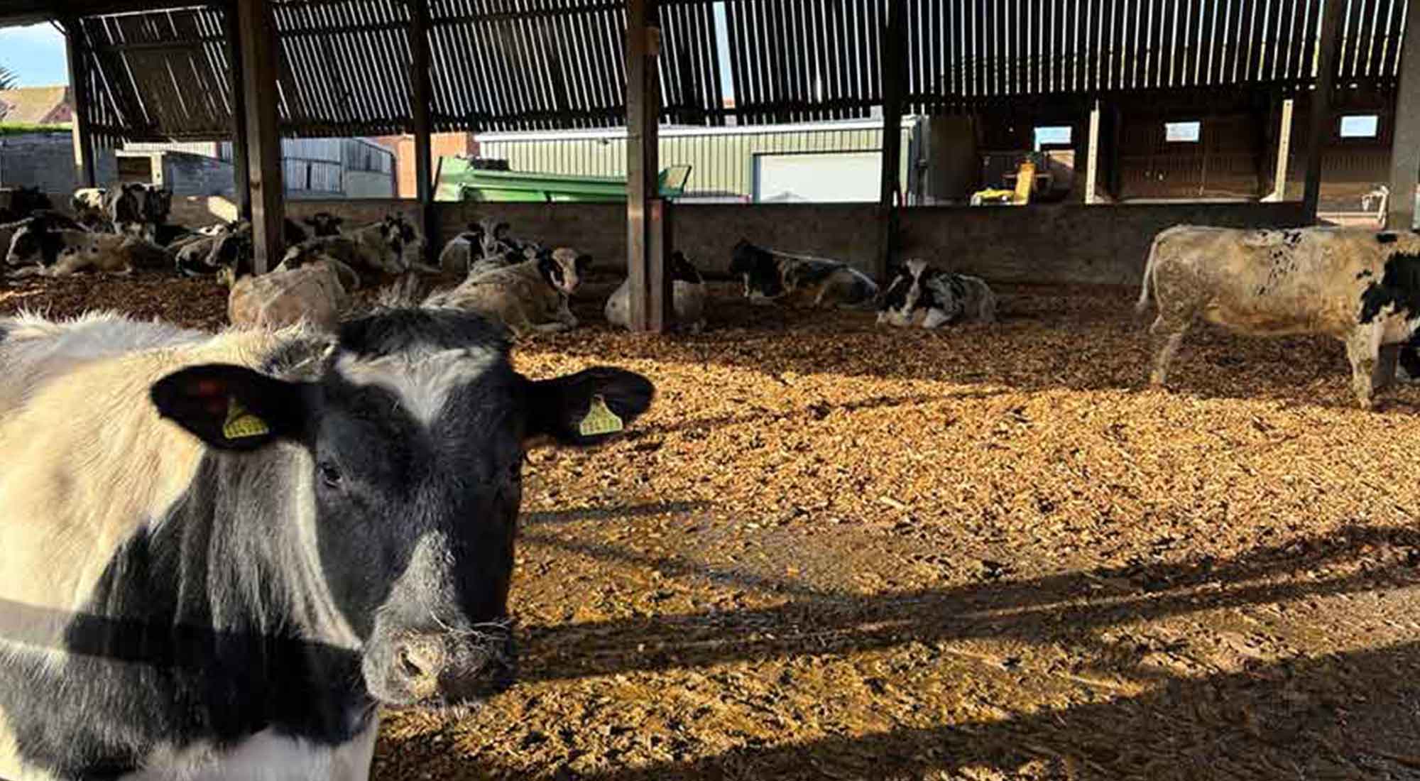 Woodchip for Livestock Bedding